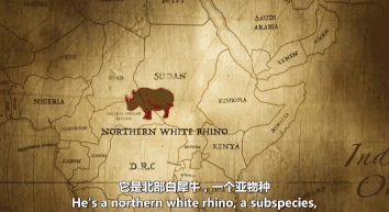 世界上最后一头雄性北白犀牛走了，我们结束了它们5000万年的历史，却还没来得及看它一眼