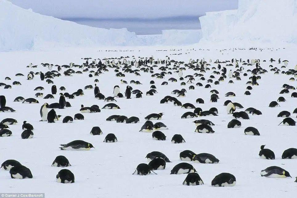 青藏高原发现28种新病毒，南北极拍下的照片让人后背发凉……
